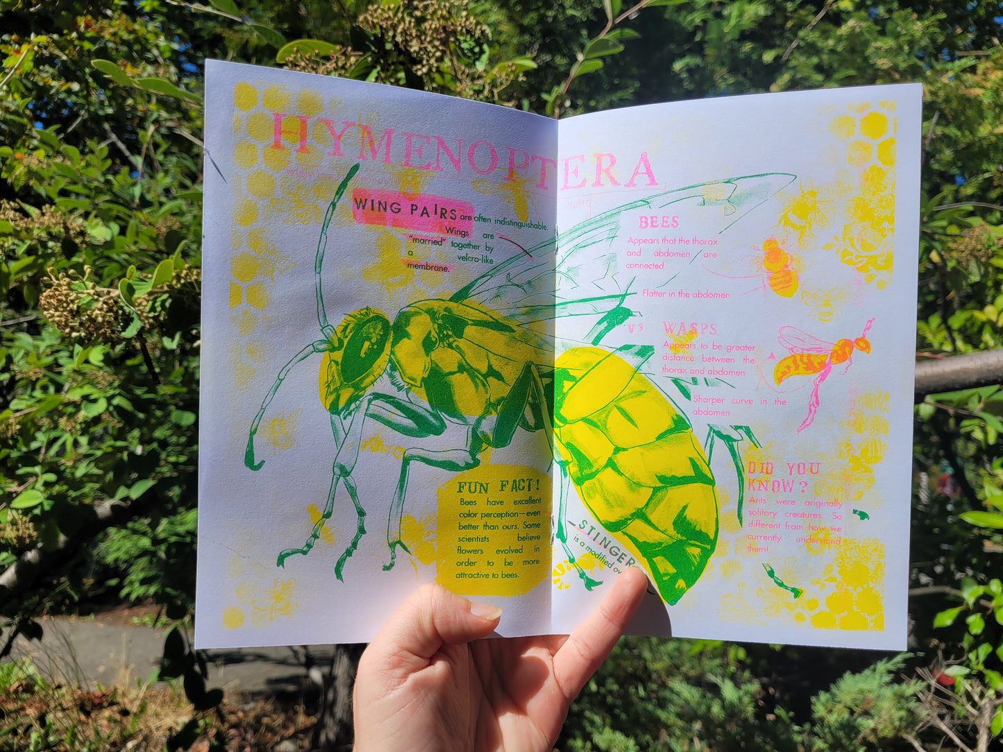 Draw Bugs!