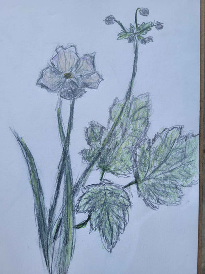 Seattle Nature Journaling Club 2026