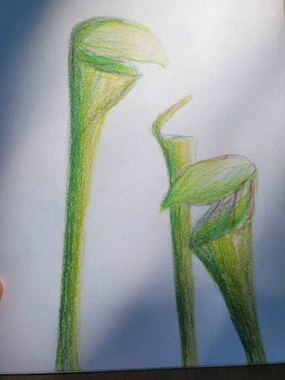 Seattle Nature Journaling Club 2026