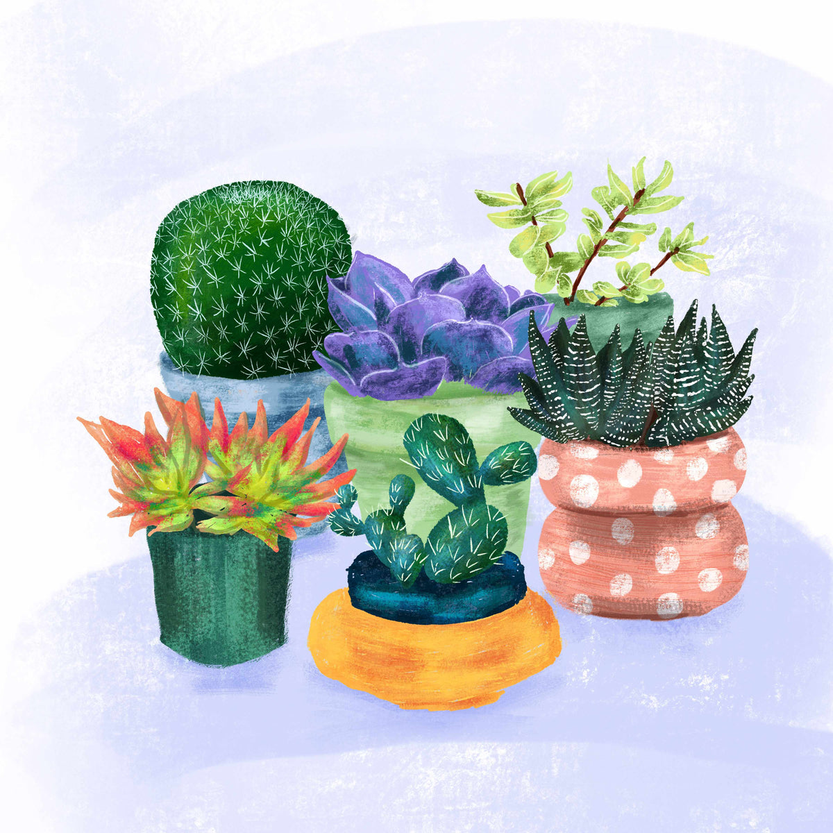 Succulent Garden