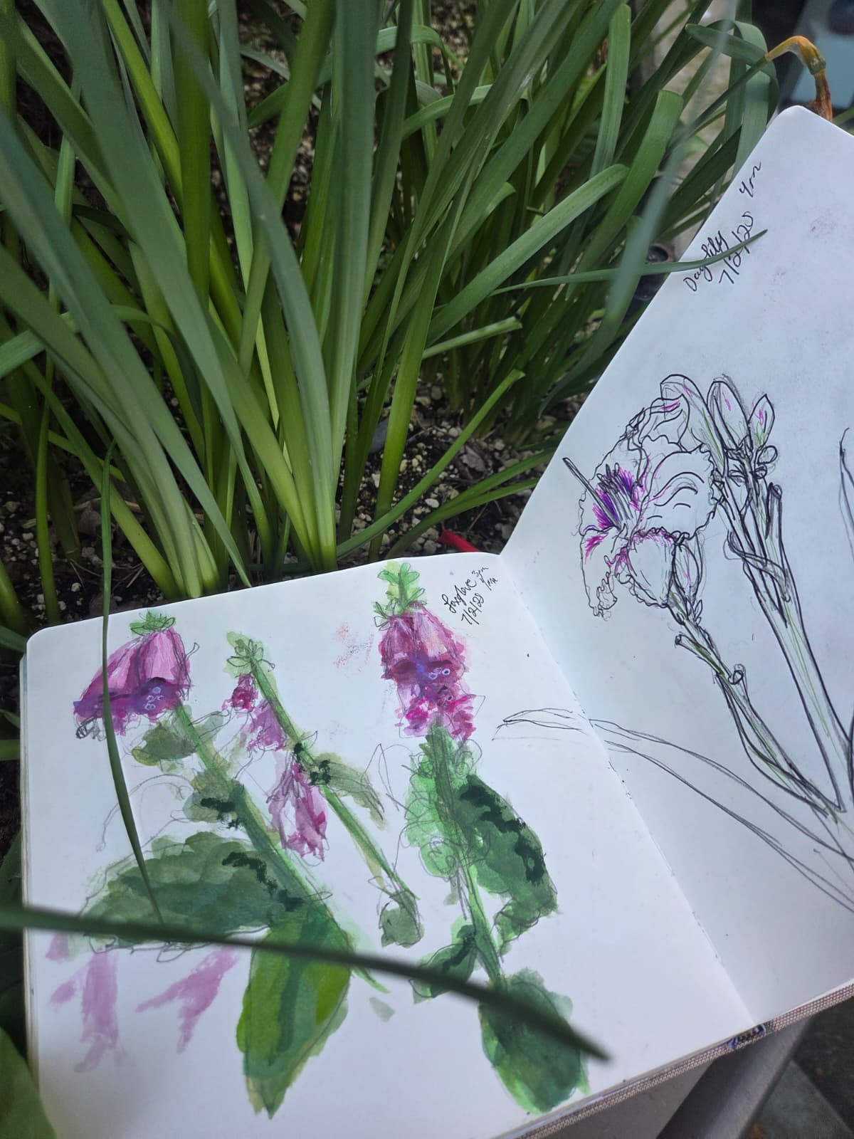 Seattle Nature Journaling Club 2026