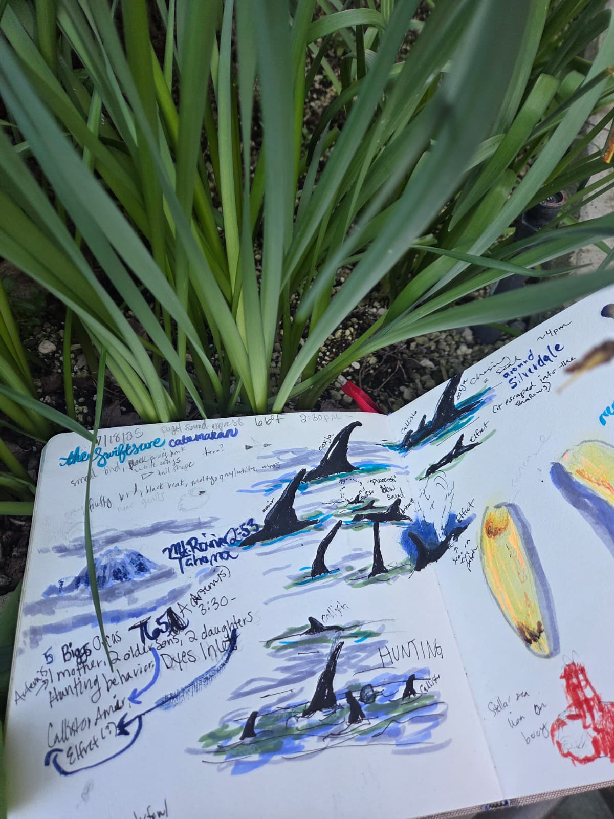 Seattle Nature Journaling Club 2026