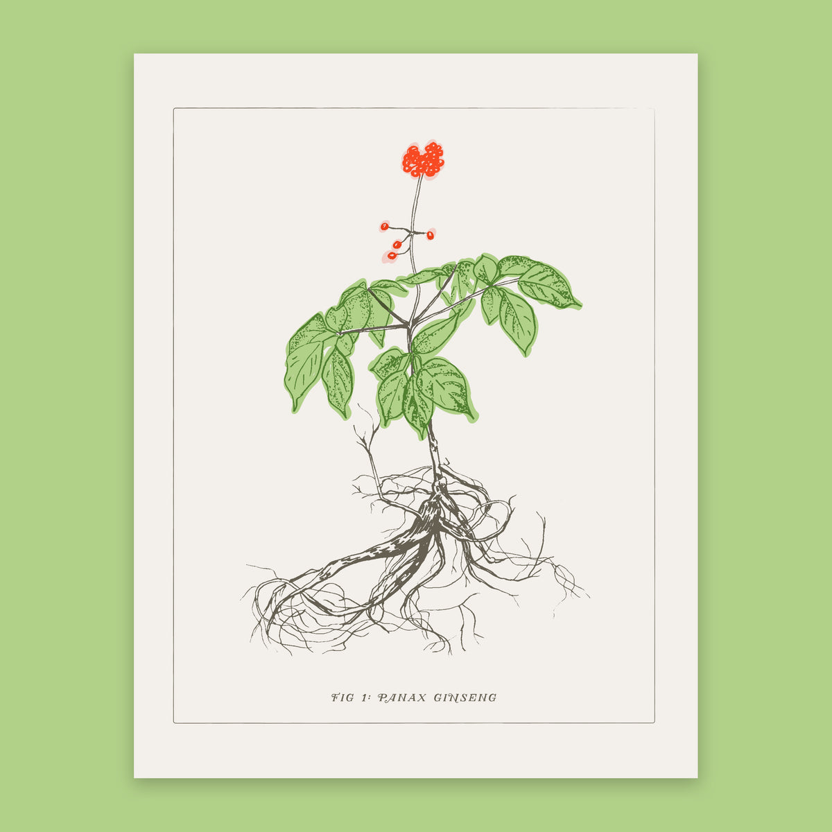 Panax Ginseng